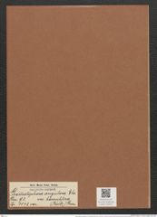 Grammatophora angulosa var. hamulifera (Kuetz.) Grun. (de-Toni-Nr.: Genus 93, Species 3043) Zeichnungen Sammlung Grunow Mappe 03231 (Herbarium_W_Grunow_drawings_Folder_03231)